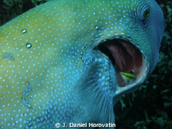 Cleaner fish at work on the gills of a large pufferfish by J. Daniel Horovatin 